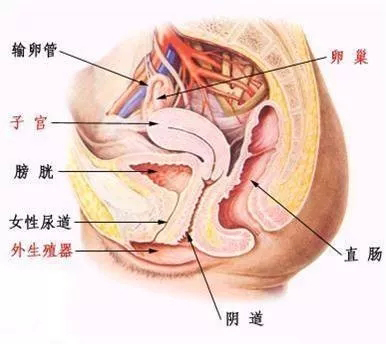 女性尿道口长硬包图片